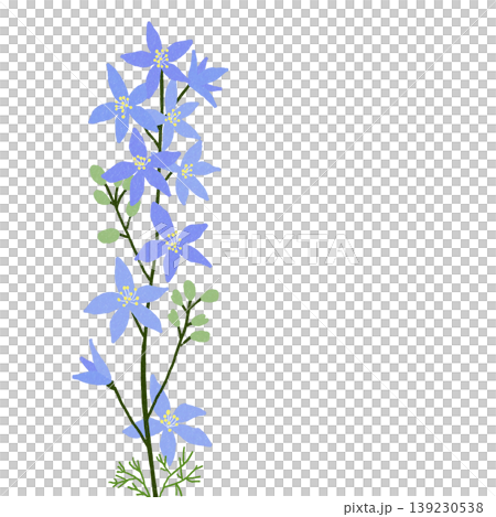 Larkspur Larkspur 139230538