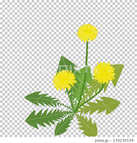 蒲公英 蒲公英 139230539