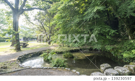 新緑の散歩道(打吹公園) 新緑の散歩道(打吹公園) 139230597
