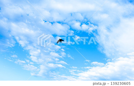 爽やかな青空の中を1羽の鳥が飛び立つシンプルな風景 139230605