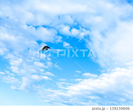 爽やかな青空の中を1羽の鳥が飛び立つシンプルな風景 爽やかな青空の中を1羽の鳥が飛び立つシンプルな風景 139230606