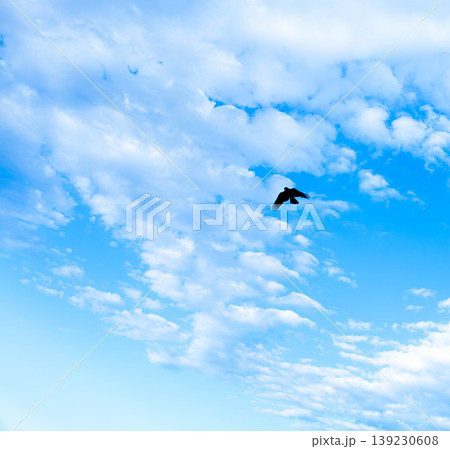 爽やかな青空の中を1羽の鳥が飛び立つシンプルな風景 爽やかな青空の中を1羽の鳥が飛び立つシンプルな風景 139230608