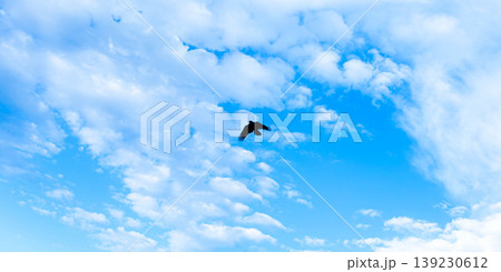 爽やかな青空の中を1羽の鳥が飛び立つシンプルな風景 139230612