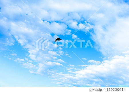 爽やかな青空の中を1羽の鳥が飛び立つシンプルな風景 爽やかな青空の中を1羽の鳥が飛び立つシンプルな風景 139230614
