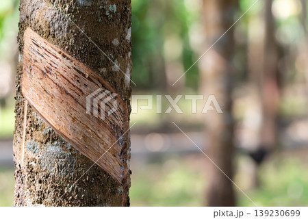 Closeup of rubber tree bark with tapping cut for latex harvesting in plantation natural texture agriculture industry and sustainable resource production 139230699