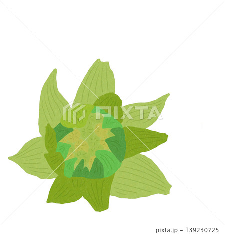 フキ 139230725