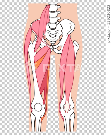 股関節まわりの筋肉（前面）　腸腰筋　内転筋群　大腿直筋 139230822