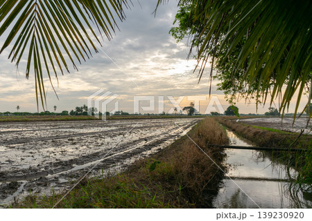 Wet rice field with irrigation canal reflecting soft sunset light framed by palm leaves rural farmland landscape calm atmosphere and natural agriculture environment 139230920