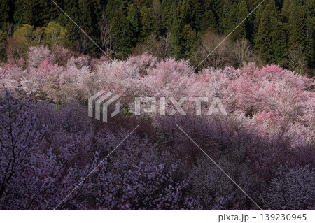 福島県・桜峠 春の絶景 山肌を埋め尽くす桜のグラデーションと光のコントラスト 福島県・桜峠 春の絶景 山肌を埋め尽くす桜のグラデーションと光のコントラスト 139230945