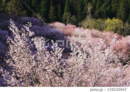 山桜が山肌を染める春の絶景|福島・桜峠の桜グラデーション風景 山桜が山肌を染める春の絶景|福島・桜峠の桜グラデーション風景 139230947