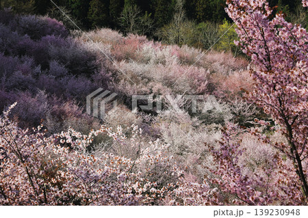 春色の波が山を染める絶景 桜の大群生と花霞の山景色｜桜峠 139230948