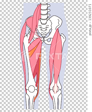 Muscles around the hip joint (anterior): Iliopsoas muscle, adductor muscles, rectus femoris muscle 139231071