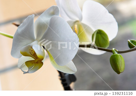 Elegant White Phalaenopsis Orchid Flowers and Buds on a Branch Elegant White Phalaenopsis Orchid Flowers and Buds on a Branch 139231110