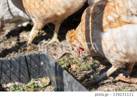 Brown Hen Foraging for Food on a Rural Farm Ground in Sunlight Brown Hen Foraging for Food on a Rural Farm Ground in Sunlight 139231111