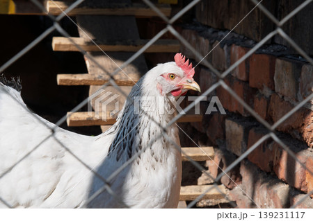 Portrait of a White Hen in a Sunny Farm Coop Behind a Fence Portrait of a White Hen in a Sunny Farm Coop Behind a Fence 139231117