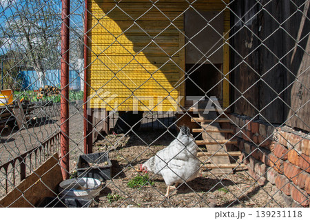 A rustic chicken coop with foraging hens in a sunny rural backyard A rustic chicken coop with foraging hens in a sunny rural backyard 139231118
