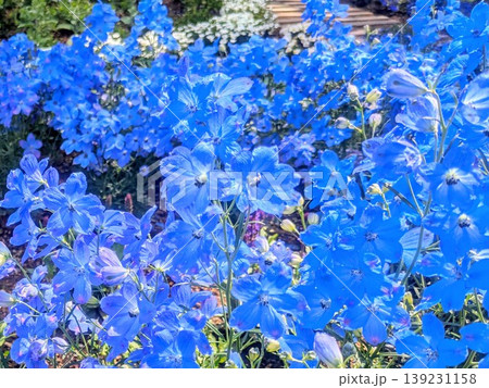鮮やかなブルーのデルフィニウム クローズアップ 花の背景素材 鮮やかなブルーのデルフィニウム クローズアップ 花の背景素材 139231158