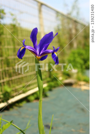 青い花 菖蒲 アヤメ 青い花 菖蒲 アヤメ 139231480