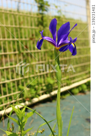 青い花　菖蒲　アヤメ 139231481