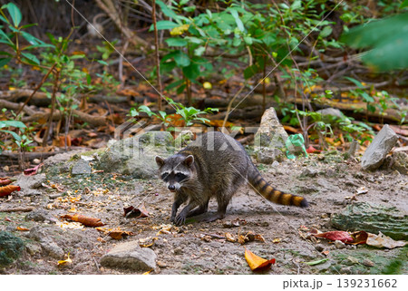 Mapache wild raccoon in Riviera Maya Mapache wild raccoon in Riviera Maya 139231662