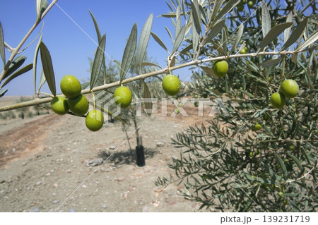Country olive young trees hill field 139231719