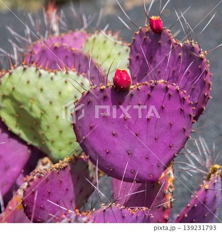 Lanzarote Guatiza cactus garden Opuntia Macrocentra Lanzarote Guatiza cactus garden Opuntia Macrocentra 139231793