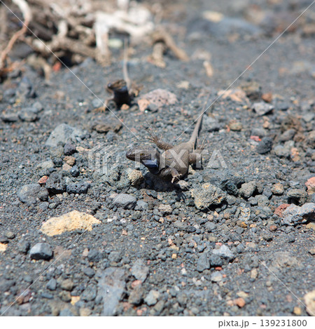 La Palma typical lizard Tizon Gallotia galloti palmae La Palma typical lizard Tizon Gallotia galloti palmae 139231800