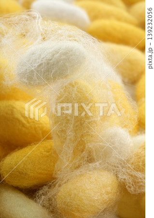 silkworm cocoon macro detail many silk worm silkworm cocoon macro detail many silk worm 139232056