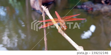 Red Dragonfly Perched on a Branch with Water in the Background Red Dragonfly Perched on a Branch with Water in the Background 139232146