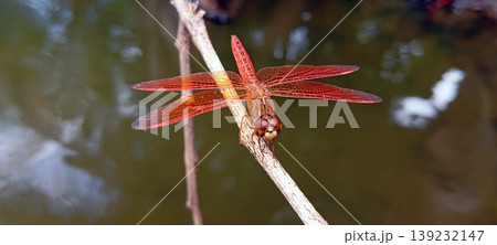 Red Dragonfly Perched on a Branch with Water in the Background Red Dragonfly Perched on a Branch with Water in the Background 139232147