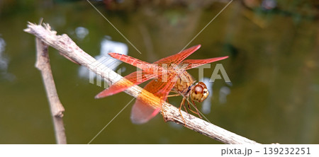 Red Dragonfly Perched on a Branch with Water in the Background Red Dragonfly Perched on a Branch with Water in the Background 139232251