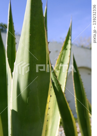 Agave plant detail in Mediterranean area  139232336