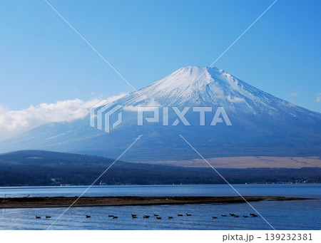 渡り鳥と山中湖の「富士山」 渡り鳥と山中湖の「富士山」 139232381