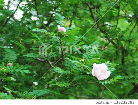 枝には鋭いトゲはあるが花は可愛いい「サンショウバラ」 139232388