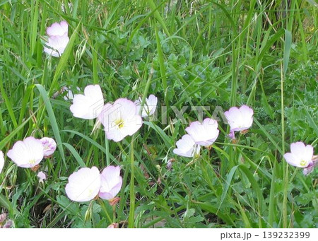 高知県、夜須海岸に咲く「ヒルザキツキツキミソウ」 高知県、夜須海岸に咲く「ヒルザキツキツキミソウ」 139232399