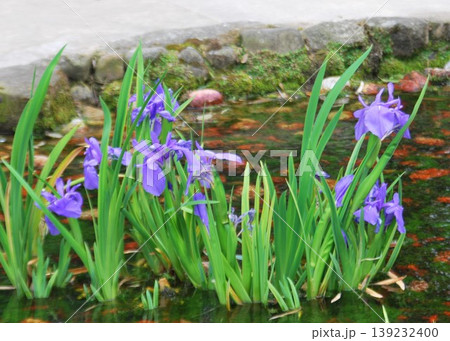 水辺に咲く「カキツバタ」 水辺に咲く「カキツバタ」 139232400
