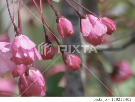 咲き始めた「ハナカイドウ」の花 咲き始めた「ハナカイドウ」の花 139232402