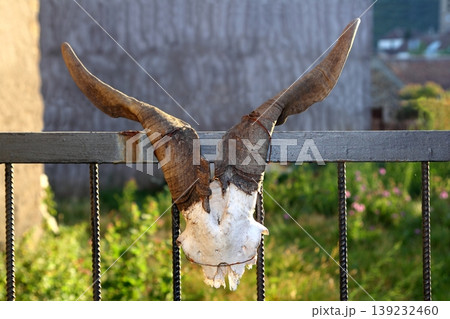 Goat horn fertility symbol metaphor tied in door Goat horn fertility symbol metaphor tied in door 139232460