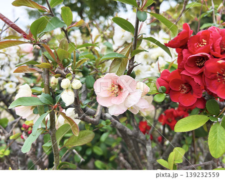 ピンク色のボケの花 ピンク色のボケの花 139232559