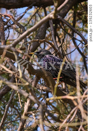 Starling perched on tree branches Starling perched on tree branches 139232603