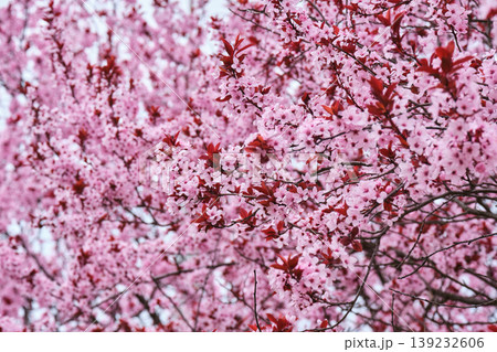 Background of Pink Plum Blossom with Red Leaves Background of Pink Plum Blossom with Red Leaves 139232606