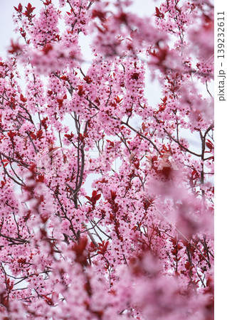 Close Up of Pink Plum Tree Flowers Close Up of Pink Plum Tree Flowers 139232611