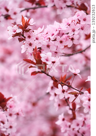 Close Up of Pink Plum Tree Flowers Close Up of Pink Plum Tree Flowers 139232613