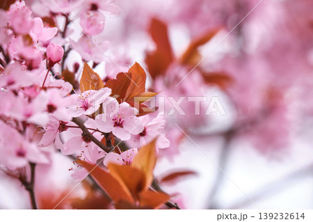 Purple leaf plum blossoms in spring bloom Purple leaf plum blossoms in spring bloom 139232614