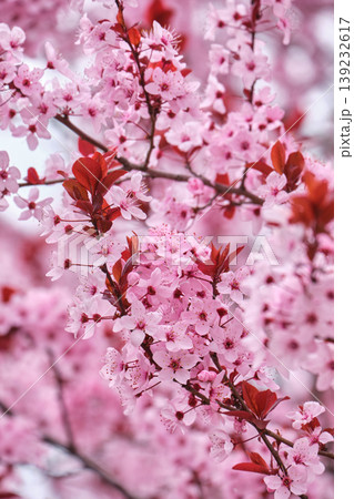 Purple leaf plum blossoms in spring bloom Purple leaf plum blossoms in spring bloom 139232617