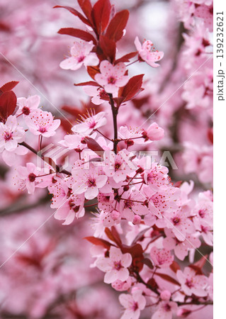 Purple leaf plum blossoms in spring bloom Purple leaf plum blossoms in spring bloom 139232621