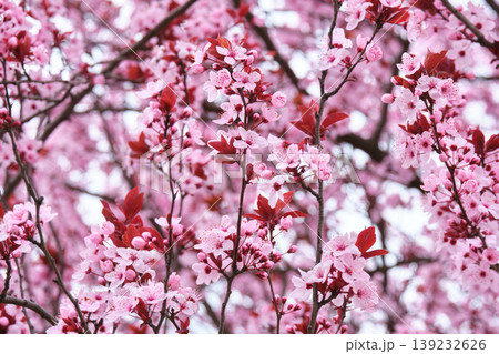 Close Up of Pink Plum Tree Flowers 139232626