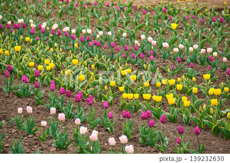 Colorful tulip flower bed in spring bloom Colorful tulip flower bed in spring bloom 139232630