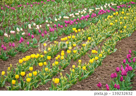 Colorful tulip flower bed in spring bloom 139232632