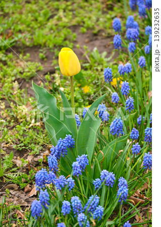 Yellow Tulip and Blue Muscari in Spring Garden 139232635